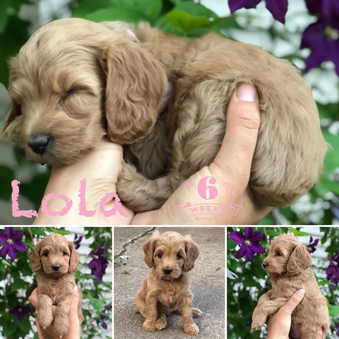 65FC3F68-4963-448C-B6FF-D8FC39B560DD