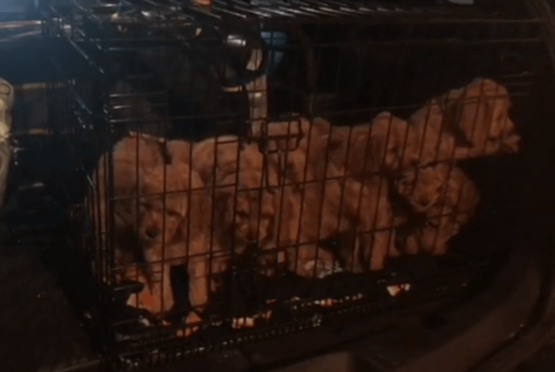 BF909243-B0DC-4D6B-BD6B-46134AAA826F