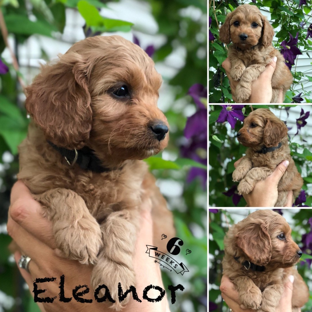 D1C5A19A-DA08-4D6F-92A9-EE9951750542