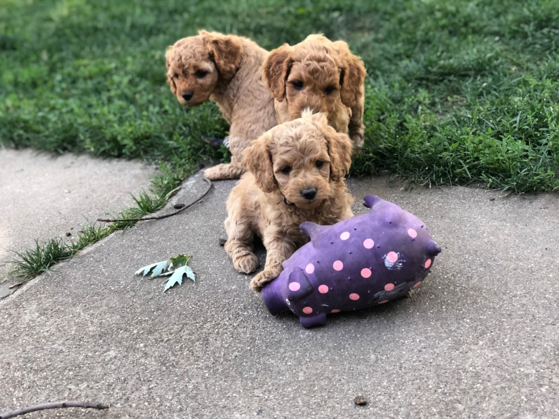 EED6AA29-84F2-4469-8FF1-D03D9C33FC04