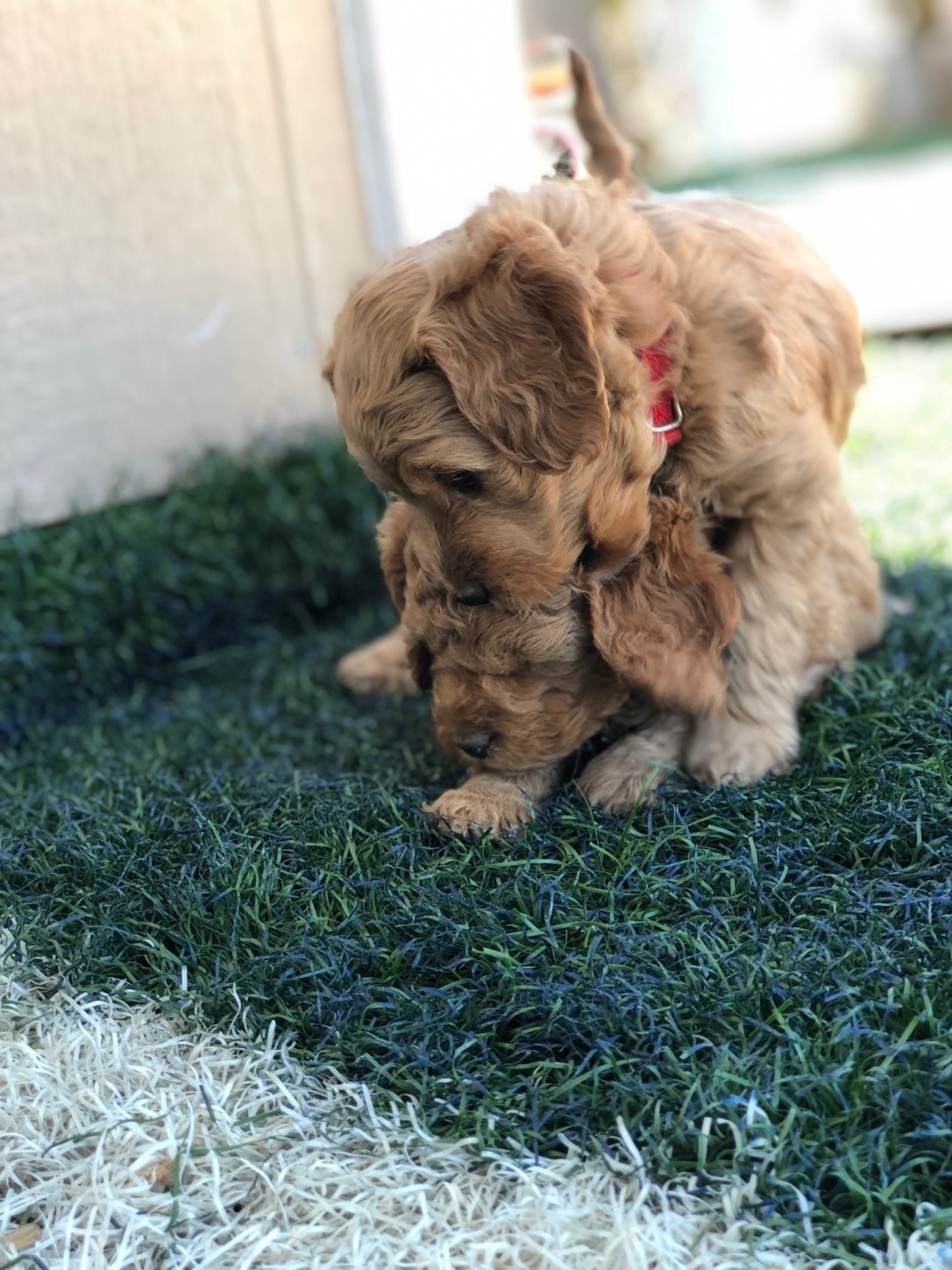 2CF9778D-E1DA-4D7F-BED7-E915892DADB7