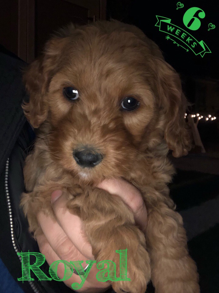 C9BCB094-F931-4268-B35F-9DCB16EEB4E2