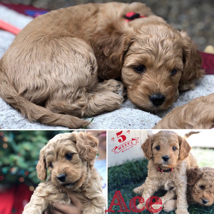 EB1A5AC0-17F9-496D-8815-CC4254423AD1