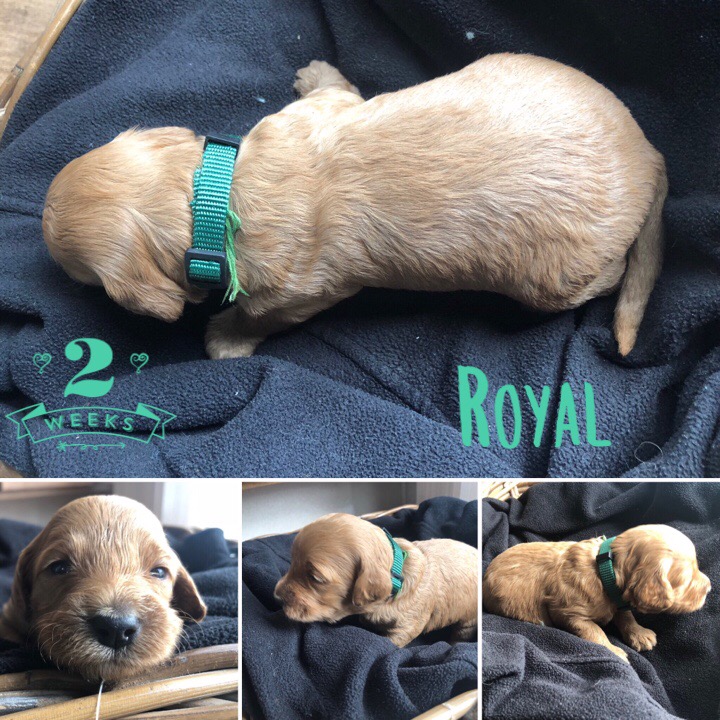 DC0D4D93-82B4-49FD-9F92-7CEE7DD66F17