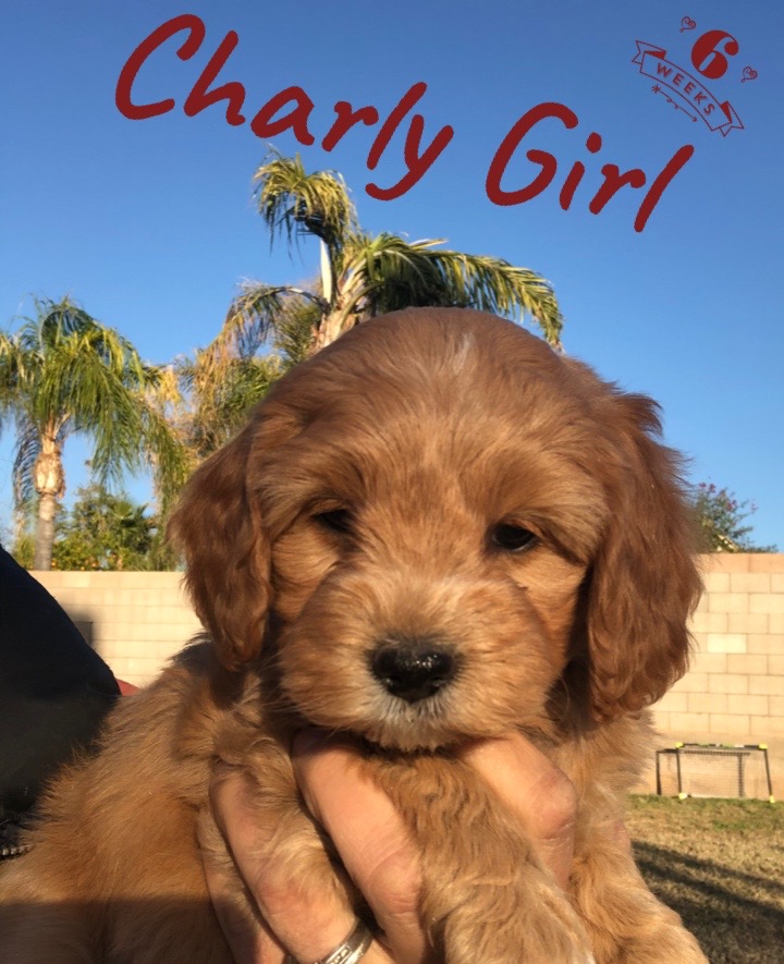 44237206-6E5A-4D6E-9E1C-54A856B0C2AC