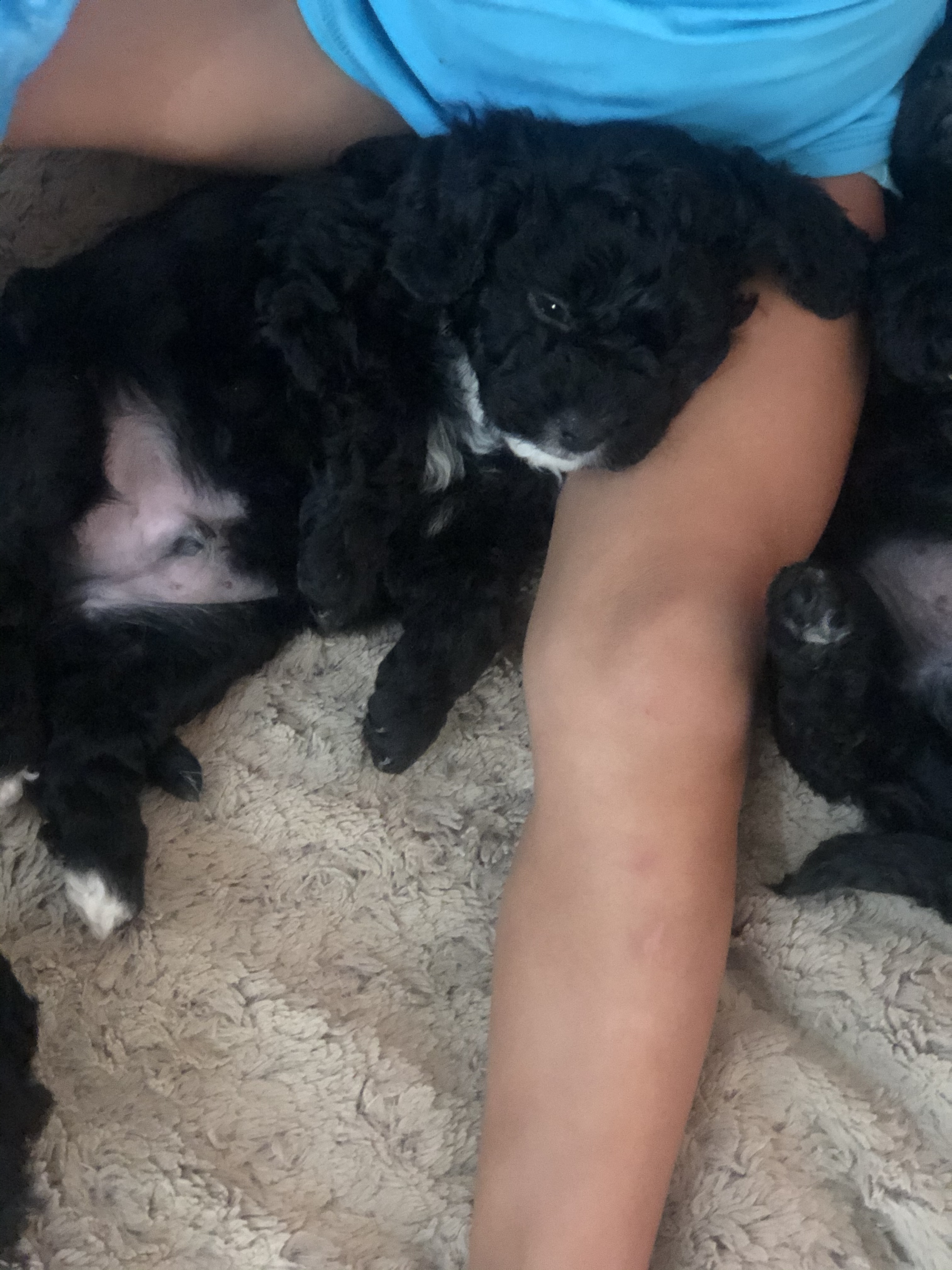 43068F98-D790-440F-85FC-0B16F5F8CC64