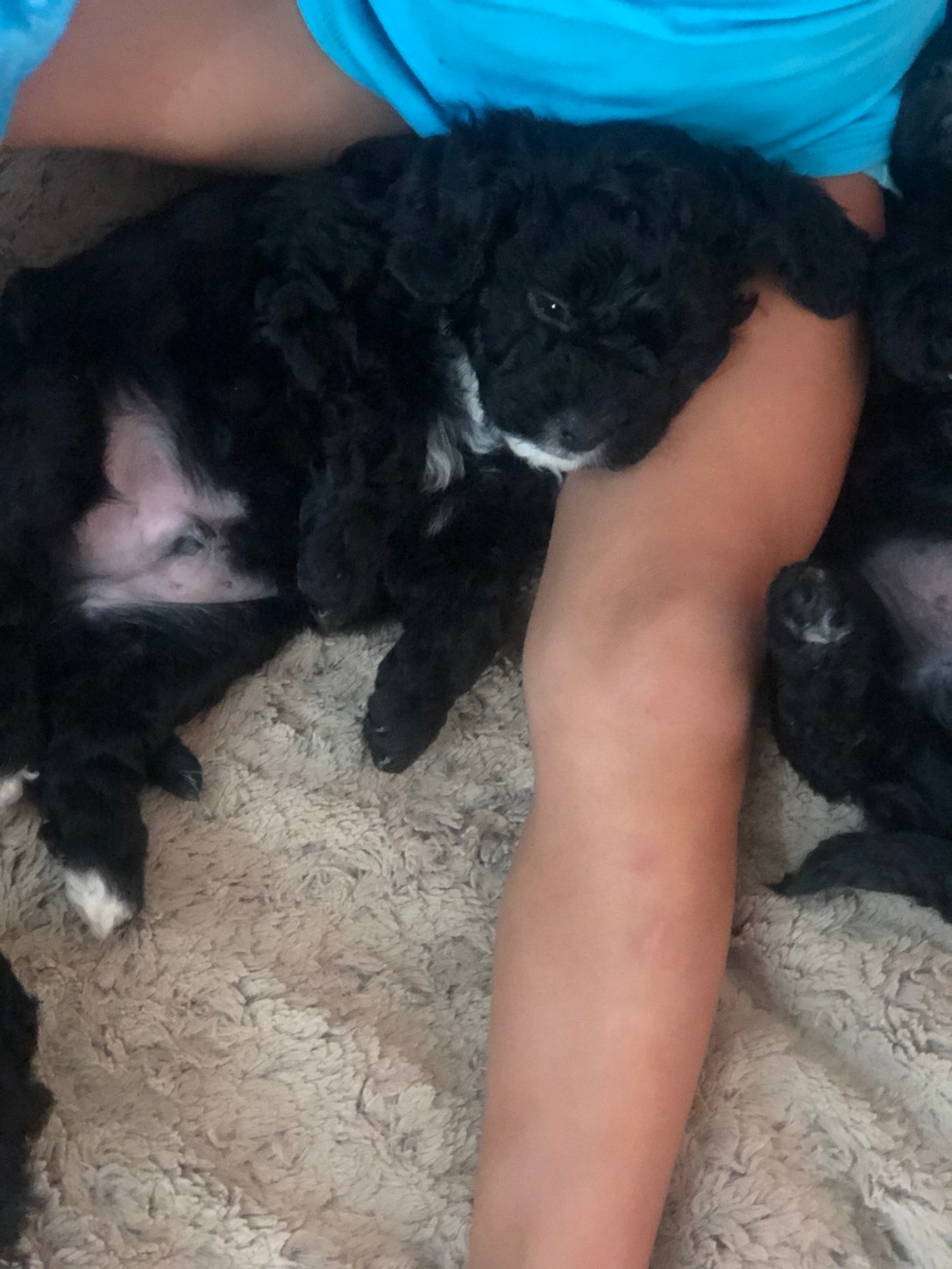 43068F98-D790-440F-85FC-0B16F5F8CC64